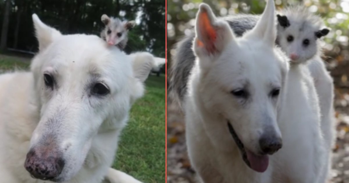 d 4 8.png?resize=412,275 - A Generous Dog Adopted a Little Opossum