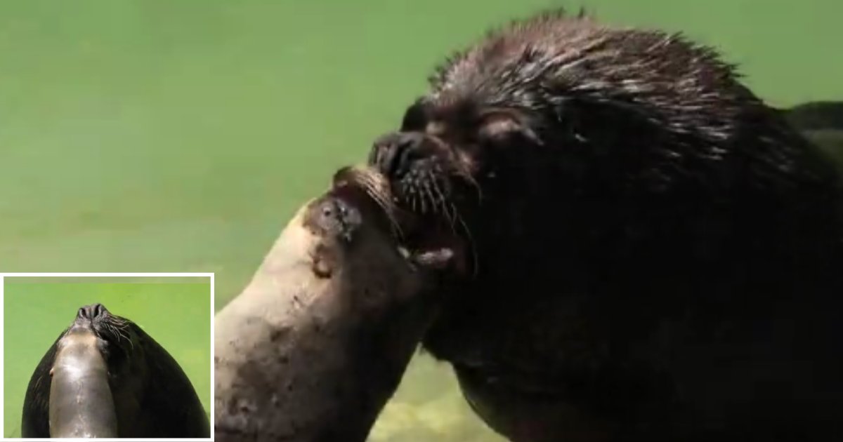 d 5 4.png?resize=1200,630 - Stunning Looking Sea Lion Tries to Take Away Kisses From Partner