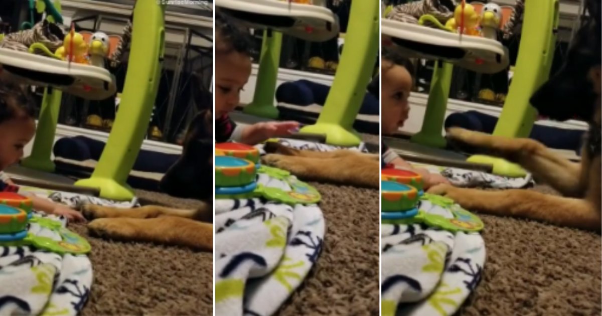 d 6 3.png?resize=412,275 - A Dog and a Baby are Best Friends Forever