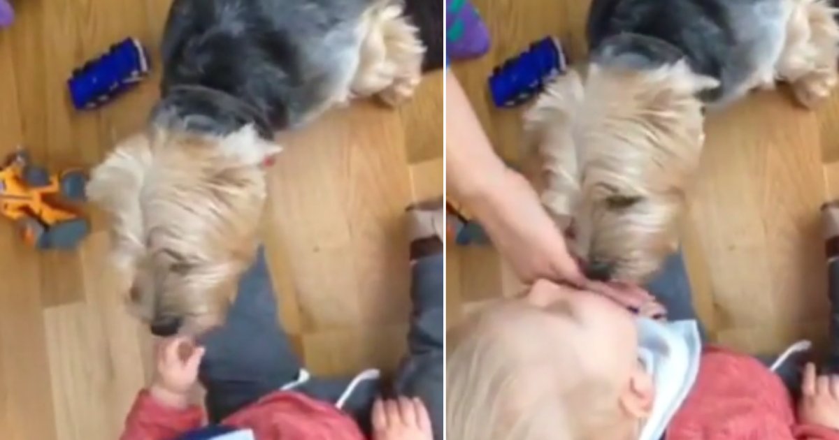 d 6 5.png?resize=412,275 - Kid Bursts Out Laughing After The Dog Licks His Hand