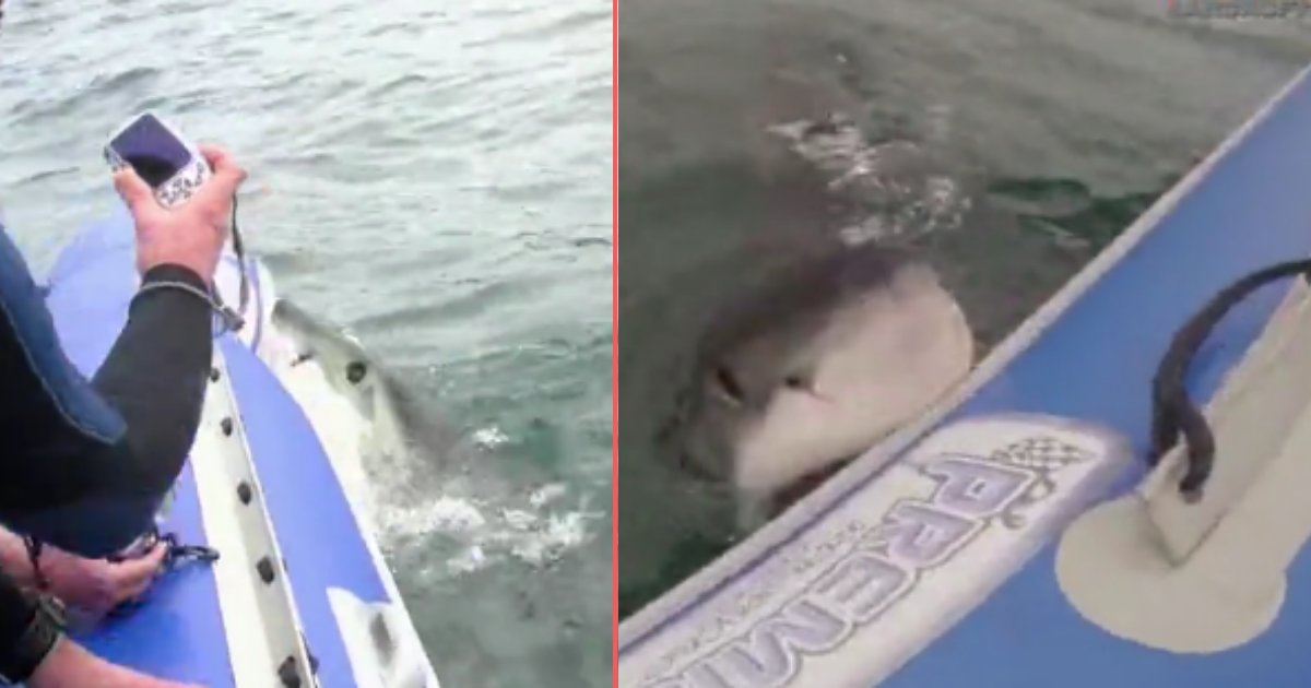 d 6 8.png?resize=412,232 - Un énorme requin blanc essaie de grignoter un canot pneumatique