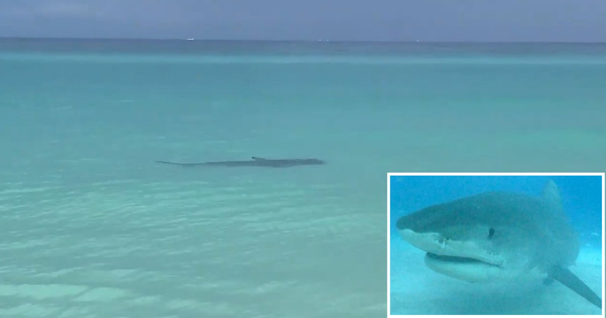 d 6 9.png?resize=412,275 - Swimmers Panicked When They Spotted A Hammerhead Shark At A Florida Beach