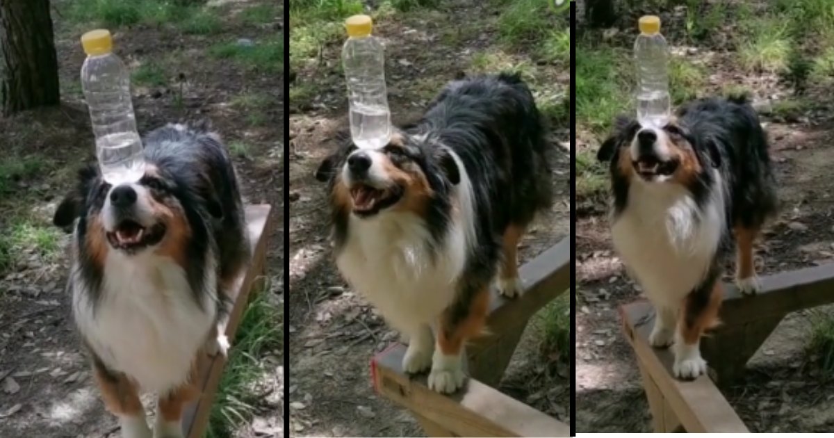 d 6.png?resize=1200,630 - Talented Dog Balanced A Water Bottle While Walking On Wooden Beam