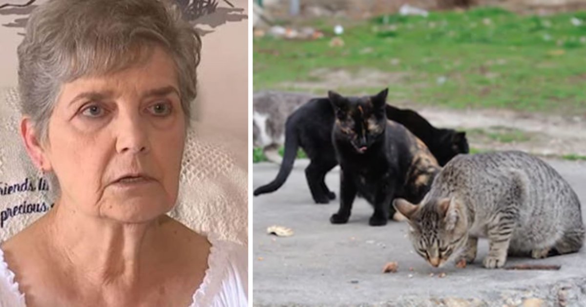 d1 3.png?resize=412,232 - Nancy Segula, 79 ans, condamnée à l'emprisonnement pour avoir nourri les chats errants de son quartier