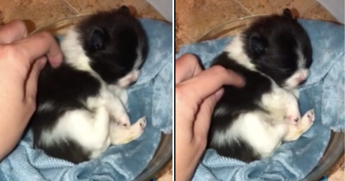 d2 1.png?resize=412,275 - Watch This Cute Little Puppy React to His Owner Scratching Him