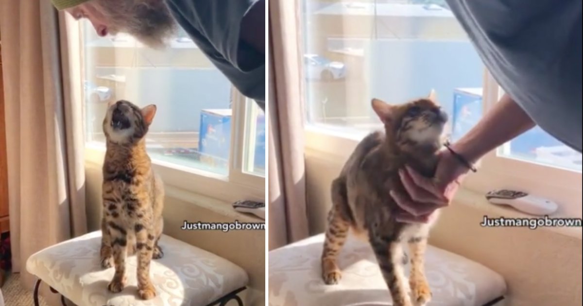 Adorable Video D Un Chat Du Bengale Qui Chante Avec Son Proprietaire Vonjour