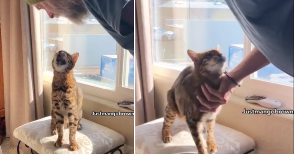 d3 1.png?resize=412,232 - Adorable vidéo d'un chat du Bengale qui chante avec son propriétaire