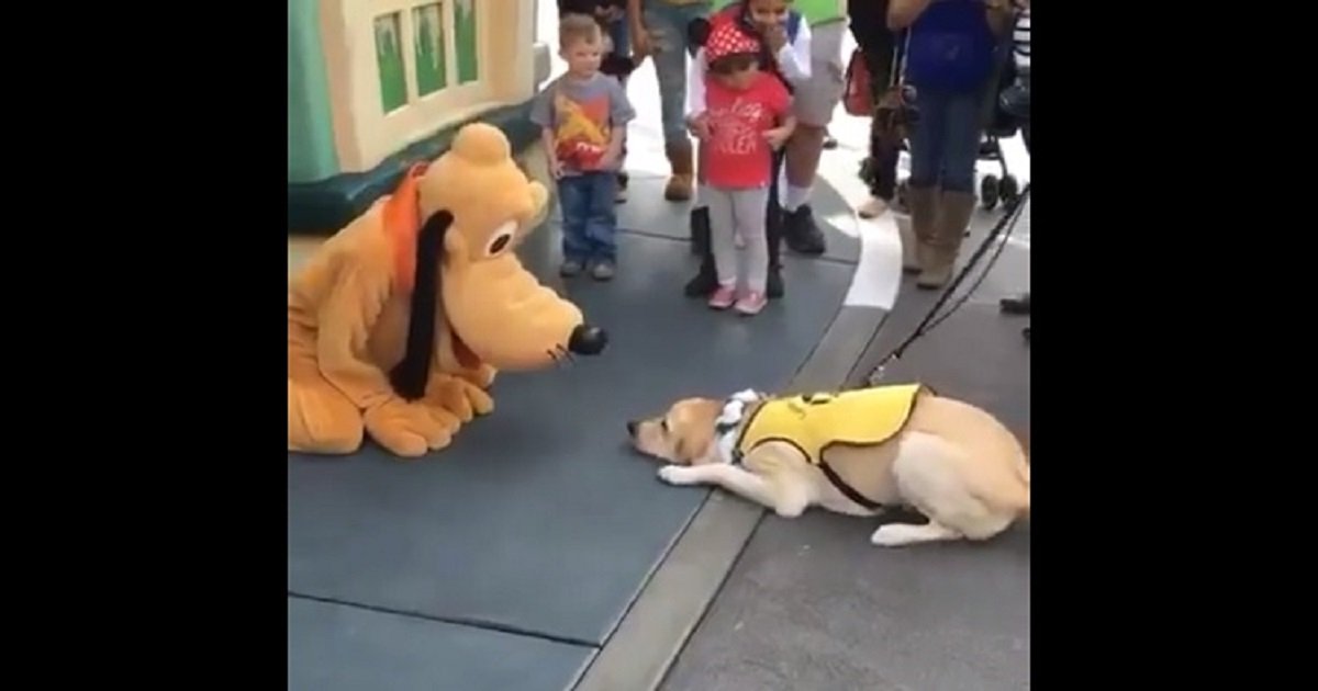 d3 4.jpg?resize=1200,630 - Un chien d'assistance est tout excité de rencontrer Pluto à Disneyland