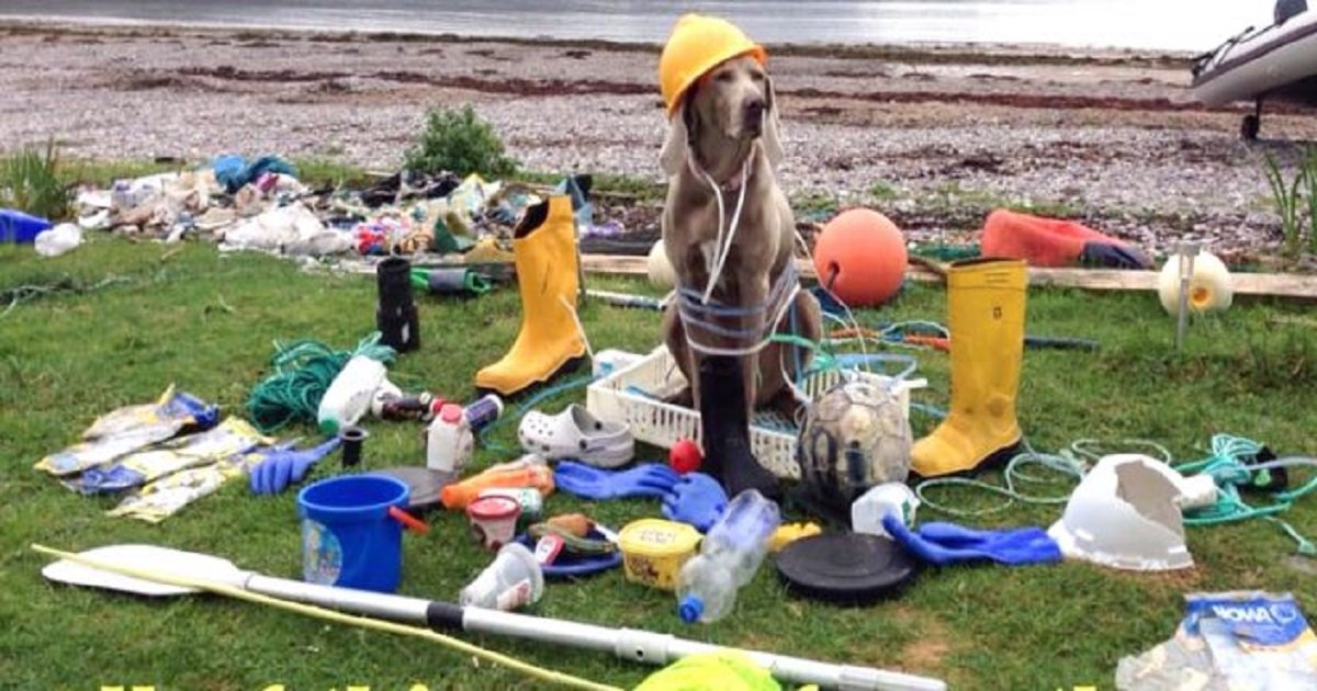 d3 8.jpg?resize=412,275 - A Smart Dog Helped Her Owners In Picking Up Trash At Various Beaches