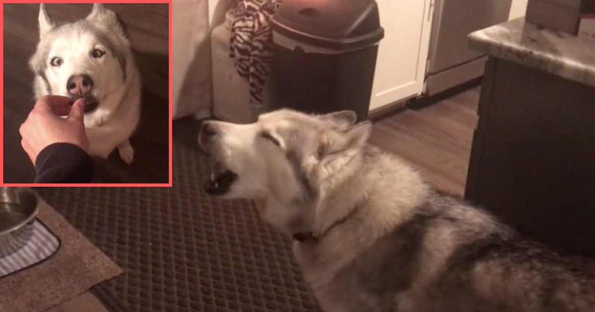 d3.png?resize=1200,630 - A Siberian Husky Knows What He Wants So He Takes His Owner Towards the Treat Drawer