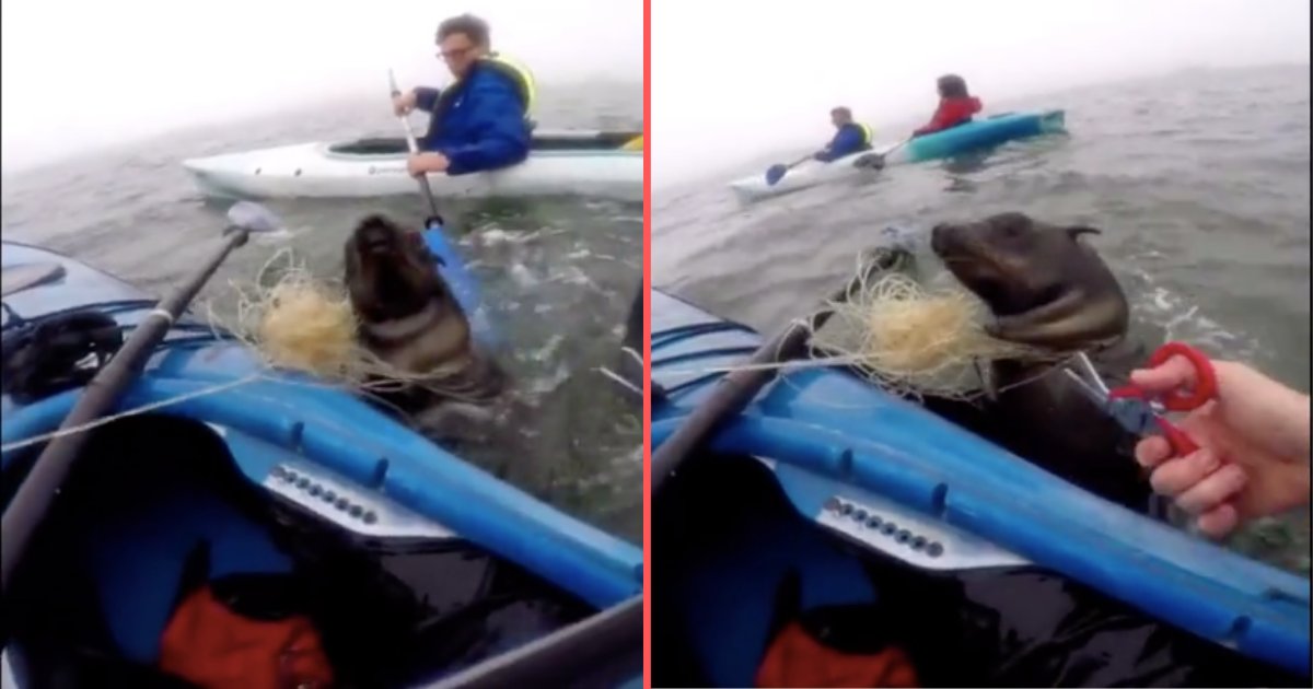 d4 4.png?resize=412,275 - American Kayaker Saves Seal Stuck in a Fishing Line in Namibia