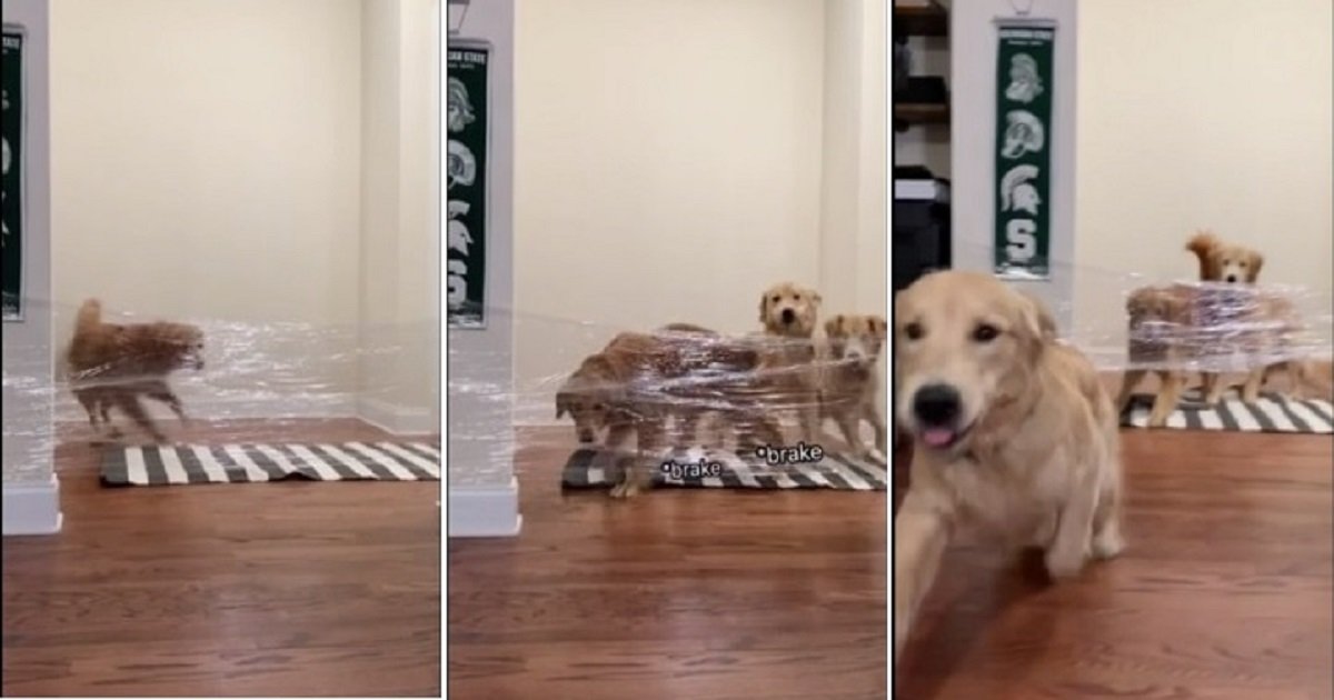 d4.jpg?resize=412,275 - The 'Invisible Challenge' Was Too Easy For This Golden Retriever
