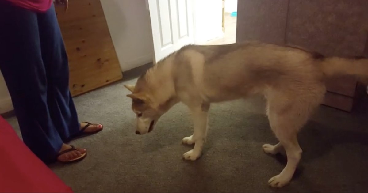 d4.png?resize=412,275 - When this Husky Denies Hard Taking Bath, Then The Owner Has No Choice