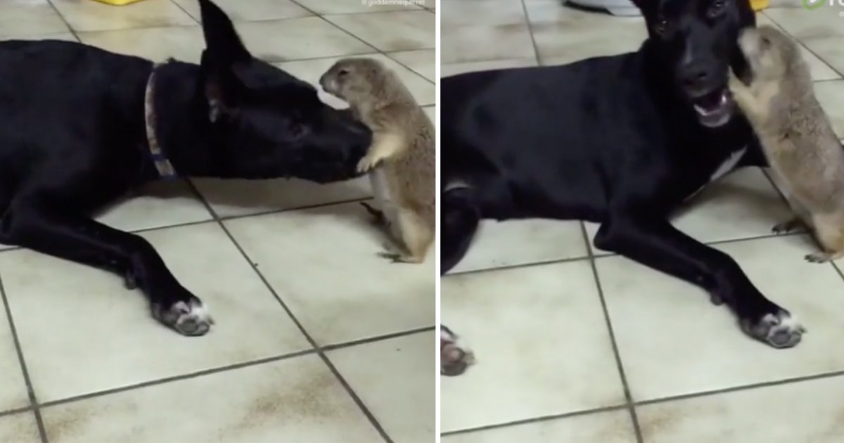 d5.png?resize=412,275 - Unlikely Friendship Between A Dog and A Prairie Dog
