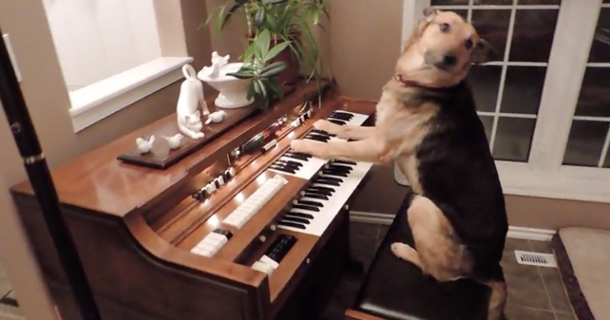d6 1.png?resize=1200,630 - This Dog Knows How to Sit At A Piano and Pretend to Play