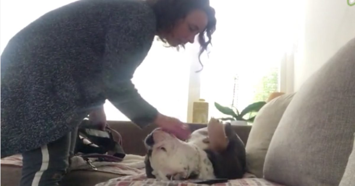 d6 3.png?resize=412,275 - A Hilarious Video of a Bulldog Showing His Laziness to Walk