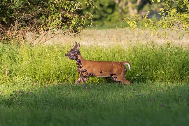 deer.png?resize=412,275 - A Photographer Captured Heartbreaking Photos Of A Deer Covered With Tumors All Over Its Body