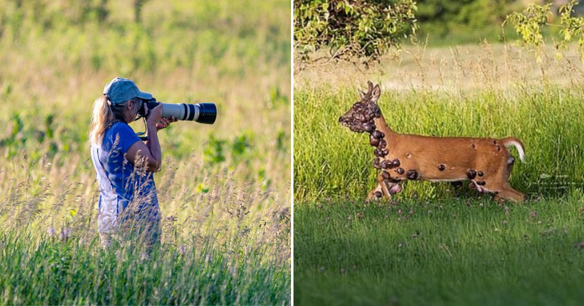 deer4.png?resize=412,275 - Les photos déchirantes d'un cerf couvert de tumeurs font le tour du monde