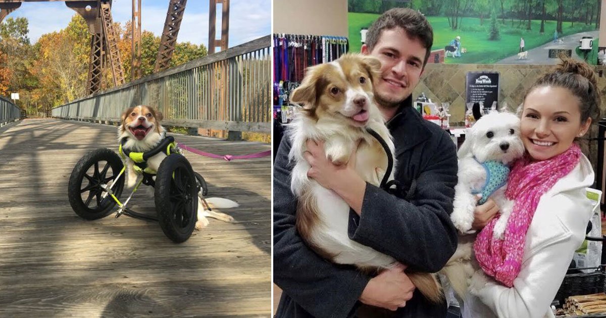 disabled dog wheelchair.jpg?resize=1200,630 - Un chien handicapé vit une très belle vie depuis qu'il a reçu un fauteuil roulant pour animaux