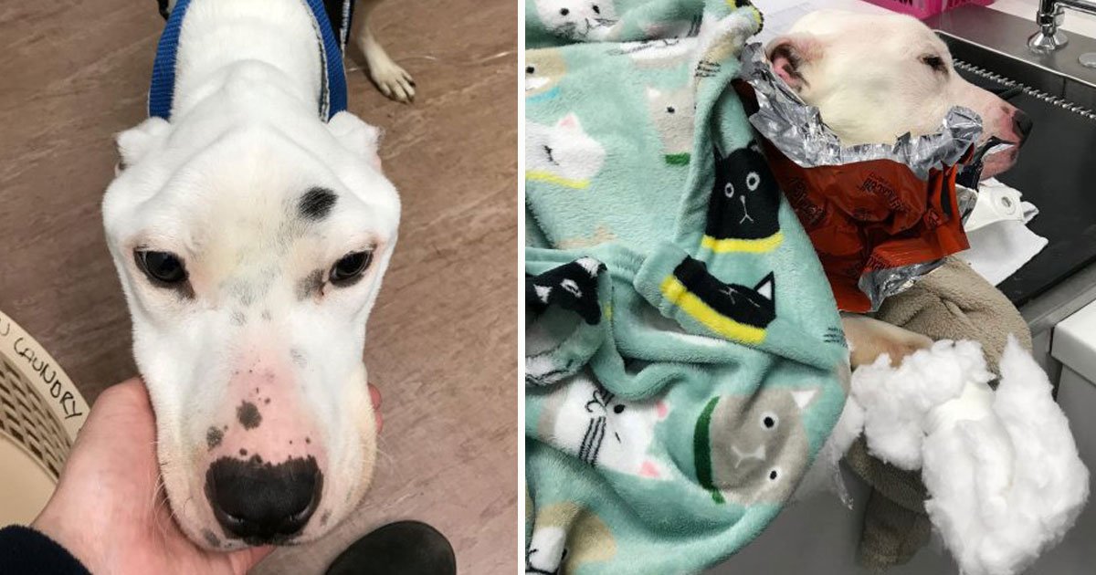 dog abandoned.jpg?resize=412,275 - Dog - Who Was Forced To Eat Glass And Batteries After Being Dumped By The Owner - Is On The Road To Recovery