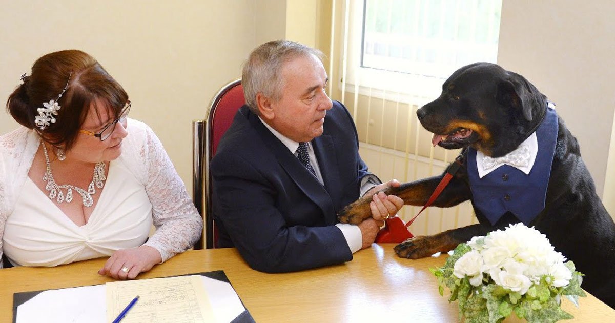 dog acted as best man.jpg?resize=412,232 - Rottweiler Acted As Best Man At The Wedding Of His Owner