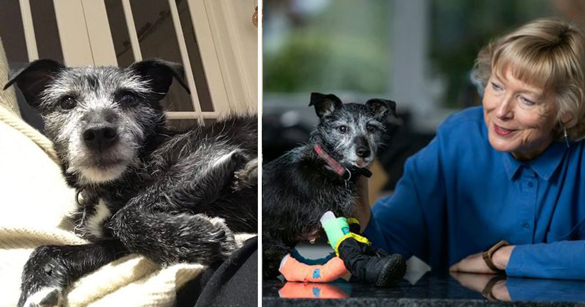 dog dragged by car.jpg?resize=412,275 - A Car Dragged A Dog 300m After Lead Got Caught In Bumper