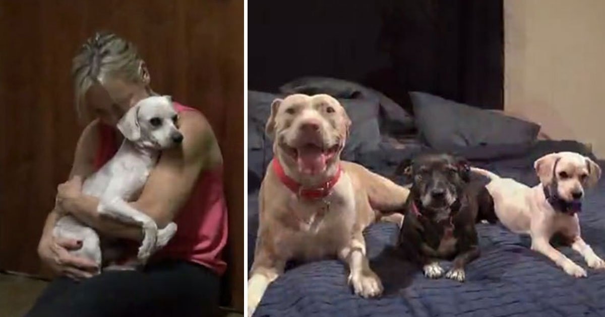 dog homeless living best life now.jpg?resize=412,275 - This Is How This Homeless Dog Went From Living His Worst Life To Living His Best Life