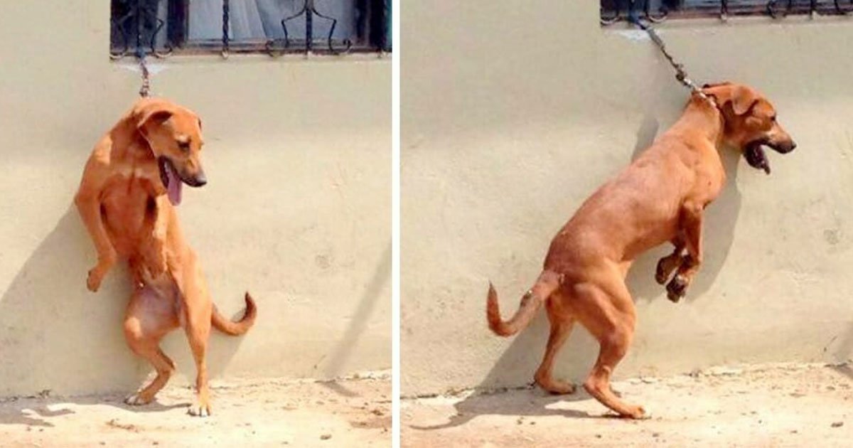 dog owner left the pooch in scorching heat tied to short chain which made him stand on back legs all day.jpg?resize=412,275 - Dog Owner Left The Pooch Tied To A Short Chain In The Scorching Heat