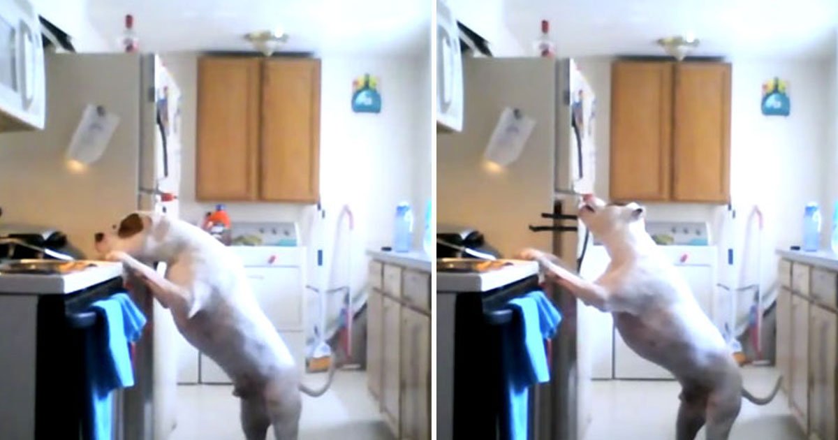 dog stealing food.jpg?resize=1200,630 - Une caméra cachée montre un chien en train de voler des aliments d'un réfrigérateur