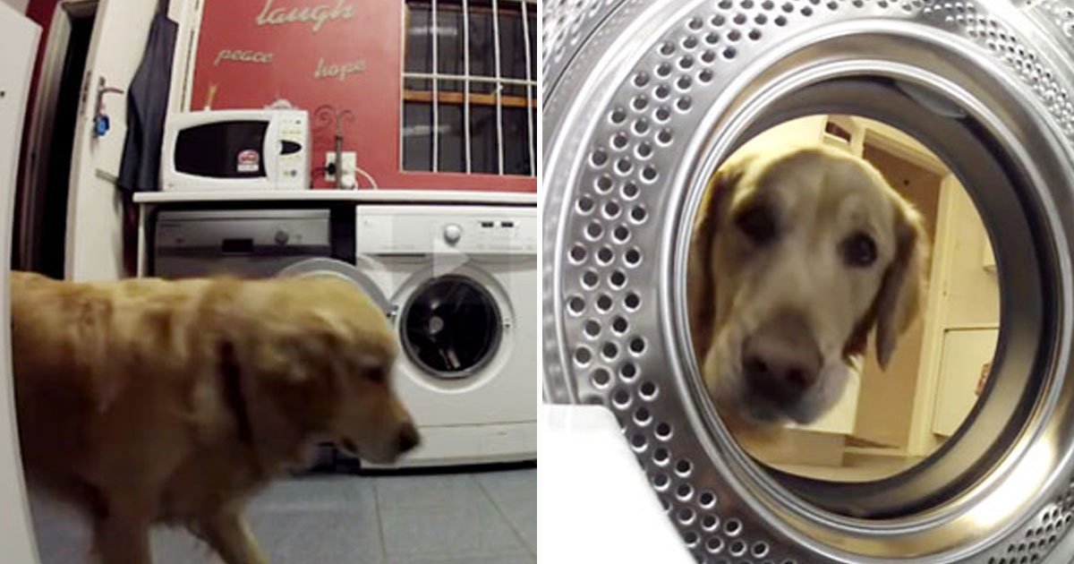 dog teddy bear save.jpg?resize=1200,630 - Un Golden Retriever sauve son meilleur ami du lave-linge