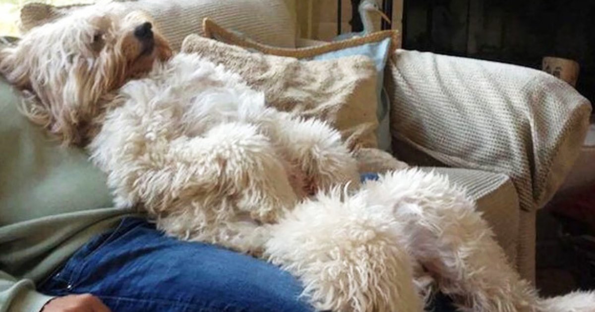 dog weird positions.png?resize=412,232 - 20+ Dogs Who Were Caught In Their Quirkiest Moments
