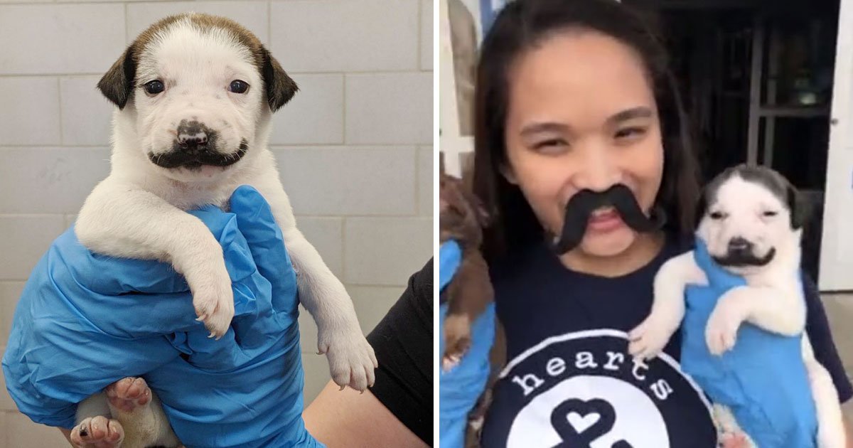 dog with moustache.jpg?resize=1200,630 - Pup With Moustache Marking - Who Was Rescued From The Streets - Is Up For Adoption