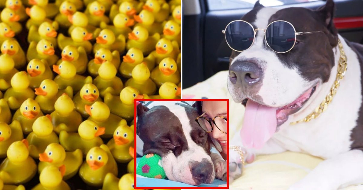 ducks6.png?resize=1200,630 - Woman Rushed 2-Year-Old Bulldog To Vet And Discovered Her Dog Has More Than 30 Rubber Duck Toys In His Belly!