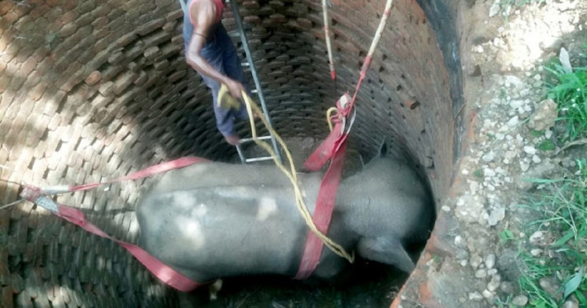 e3 3.jpg?resize=1200,630 - Heartwarming Rescue Of A Baby Elephant That Was Trapped In A Well
