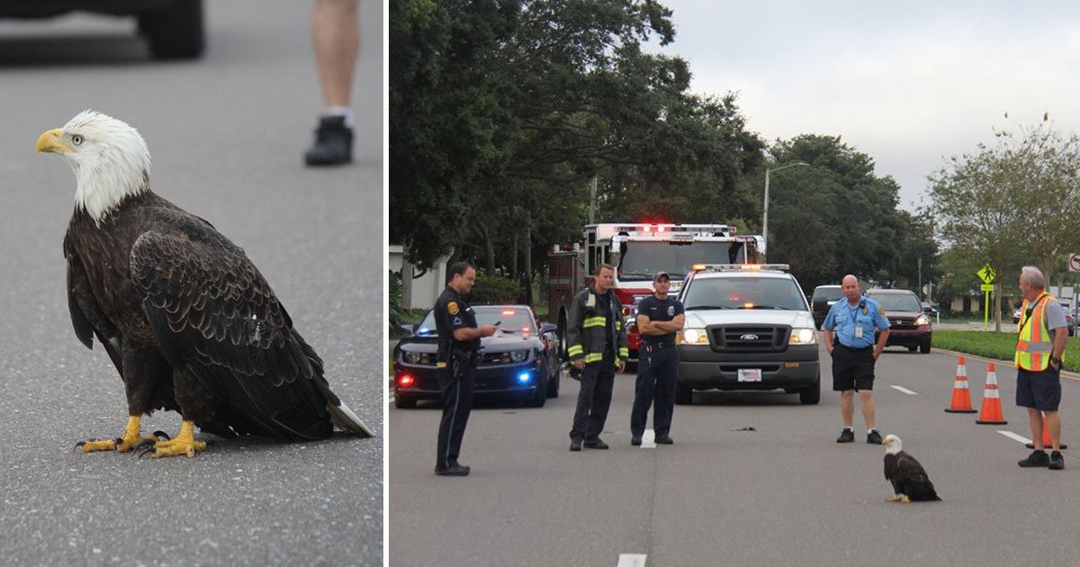 eagle injured.jpg?resize=412,232 - Des officiers de police ont bloqué une route pour sauver un aigle blessé