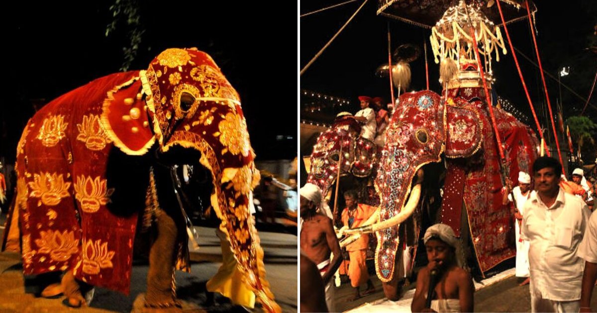 elephant5.png?resize=1200,630 - Des photos horribles montrent le corps amaigris d'un éléphant alors que ses propriétaires l'utilisent pour un défilé au Sri Lanka
