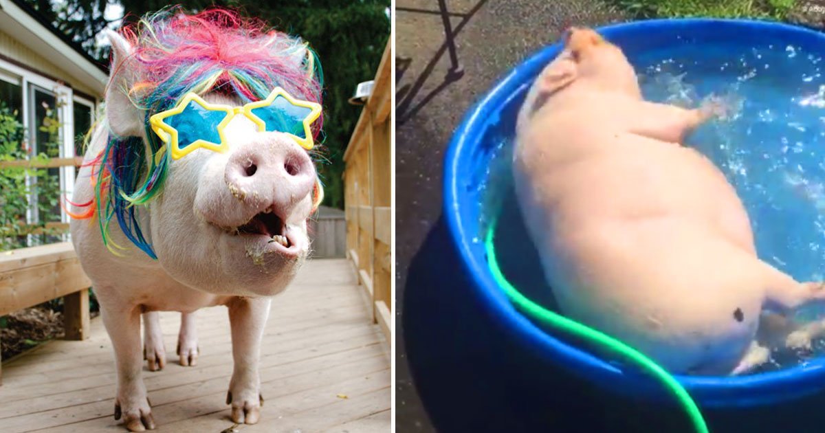 esther wonder pig.jpg?resize=412,275 - Esther The Wonder Pig Enjoyed Her Day In The Kid’s Pool