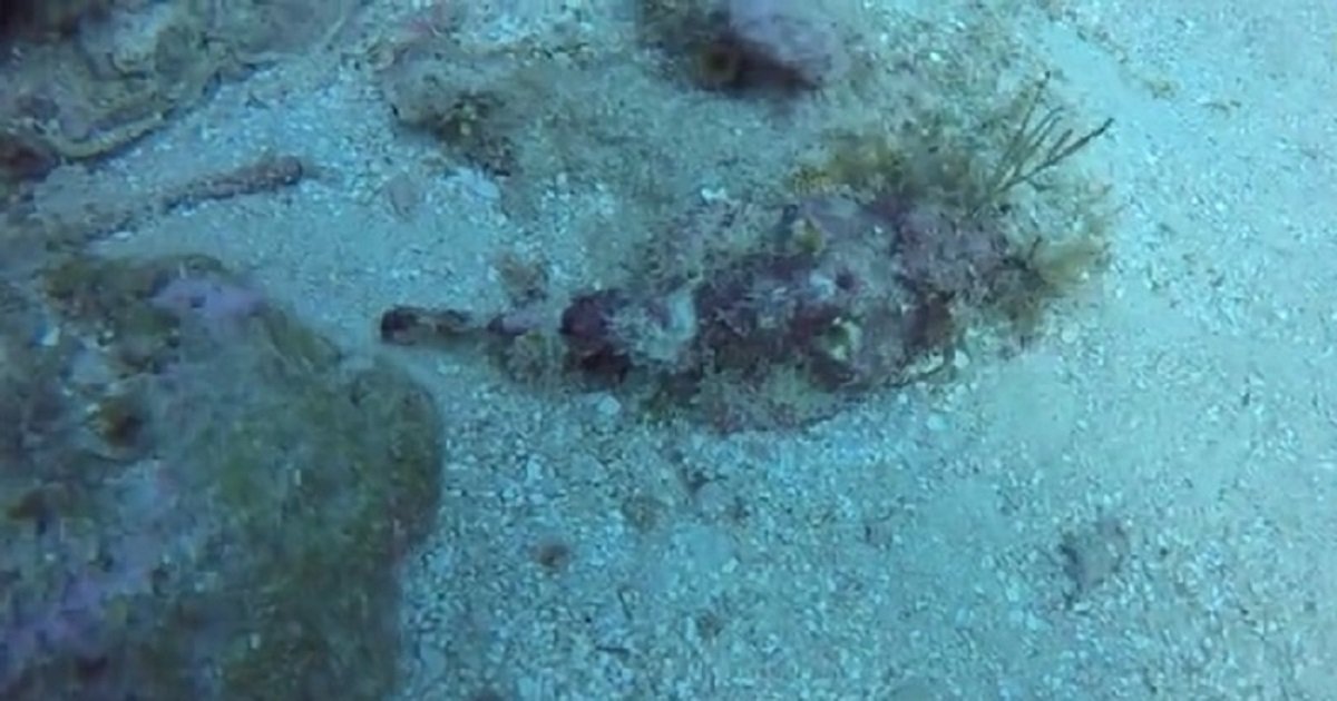 f3.jpg?resize=412,232 - This Venomous Fish Is The Best At Camouflaging Into Its Surroundings