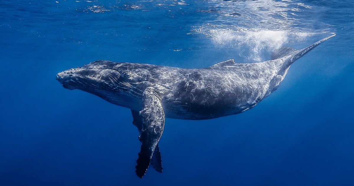 featured image 10.png?resize=1200,630 - Une baleine à bosse bienveillante ralentie son allure pour éviter de heurter un nageur