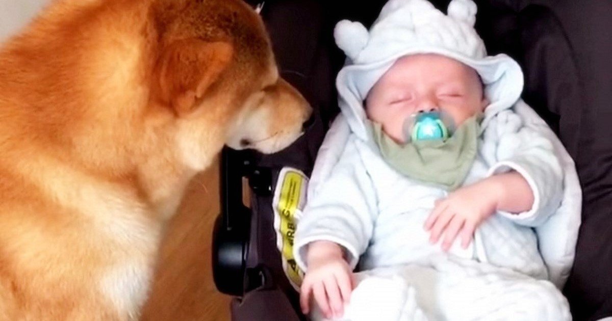 featured image 12.jpg?resize=412,275 - This Shiba Inu Is The Best Babysitter In The World