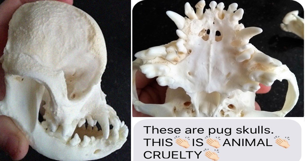 featured image 19.jpg?resize=412,275 - A Man Sent Skull Pictures To Stop His Friend From Getting A Purebred Pug