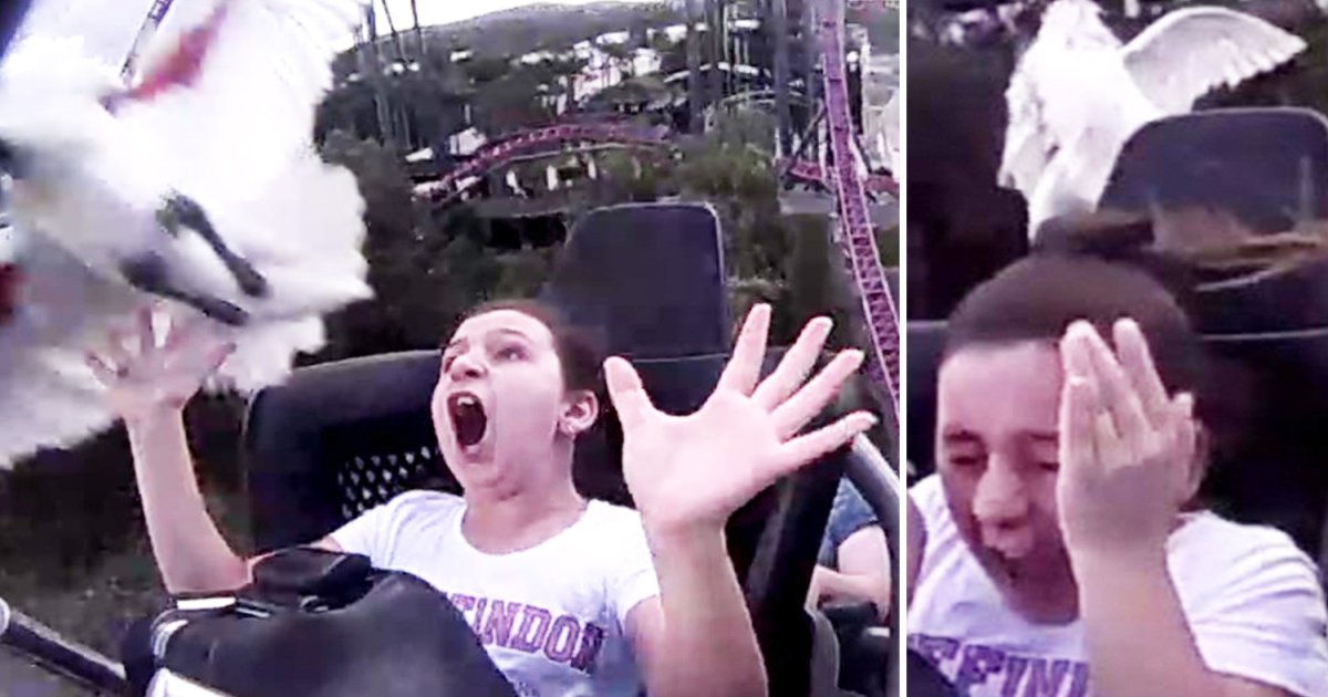 featured image 2.png?resize=1200,630 - A Girl Got The Surprise Of Her Life After A Bird Bumped Into Her Head During A Roller Coaster Ride
