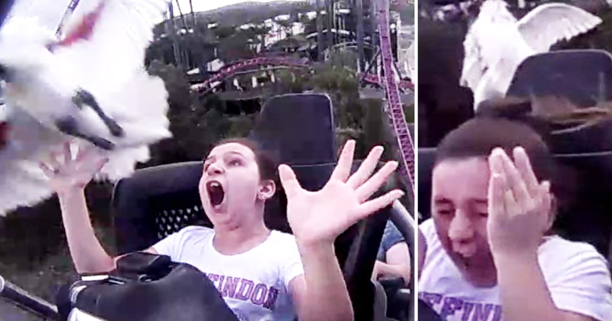 featured image 2.png?resize=412,275 - A Girl Got The Surprise Of Her Life After A Bird Bumped Into Her Head During A Roller Coaster Ride