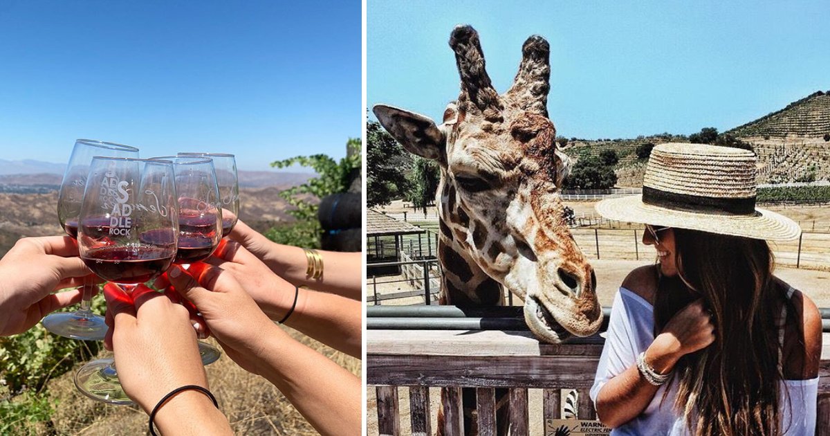 featured image 26.png?resize=412,232 - This Safari Lets You Taste Different Wines While Petting A Giraffe