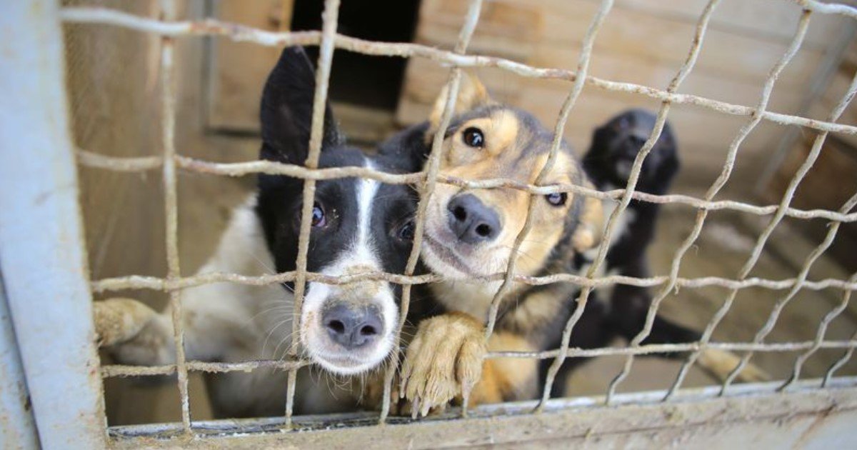 featured image 27.jpg?resize=1200,630 - A New Bill Is Proposed To Make Animal Cruelty A Felony