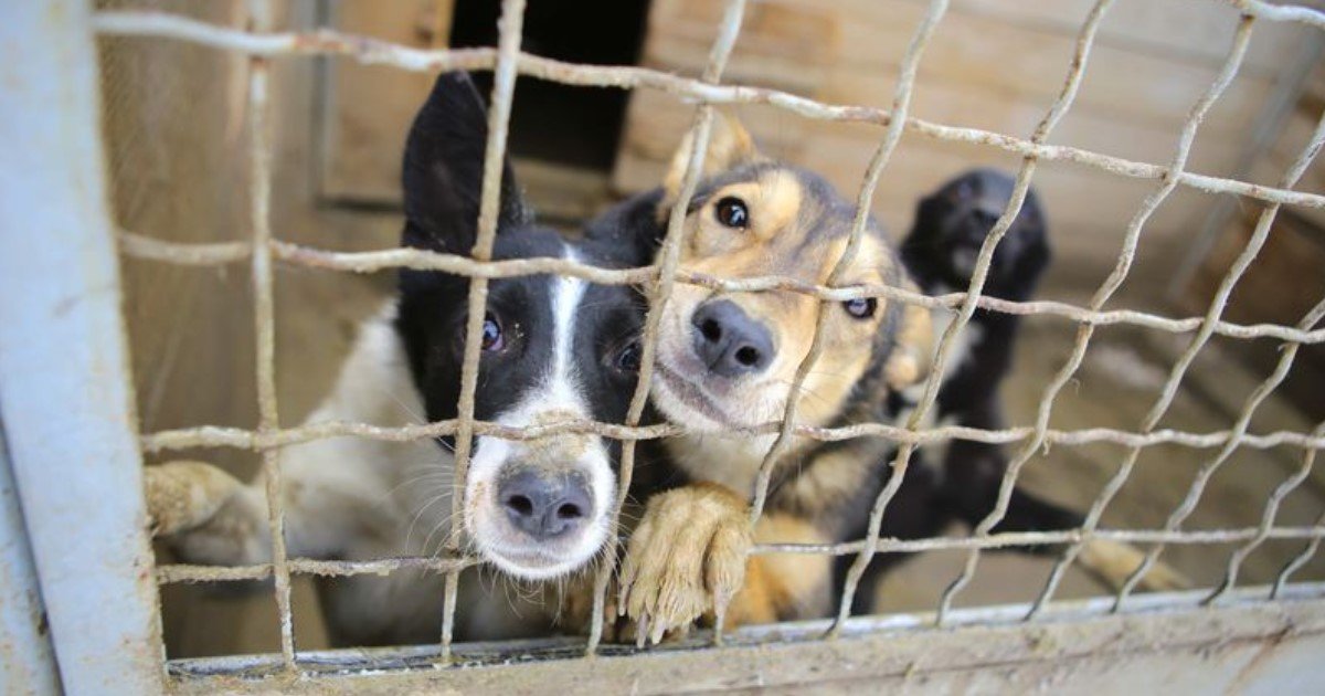 featured image 27.jpg?resize=412,232 - A New Bill Is Proposed To Make Animal Cruelty A Felony