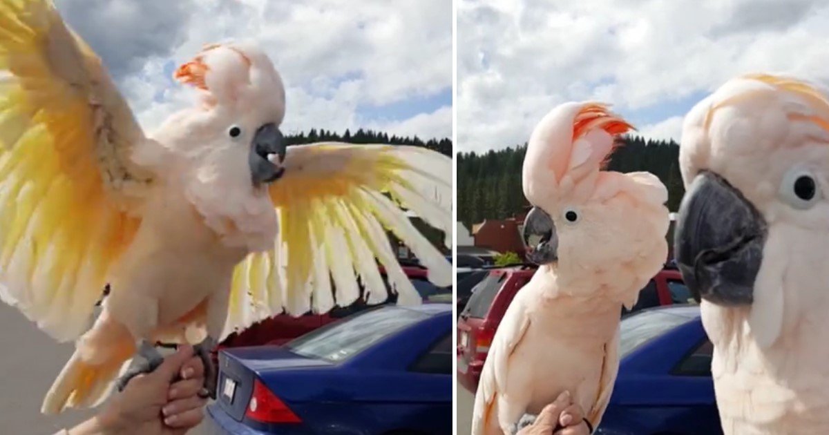 featured image 29.jpg?resize=412,275 - Hilarious Moment Of High-Spirited Cockatoos Having A Reunion Party In The Parking Lot