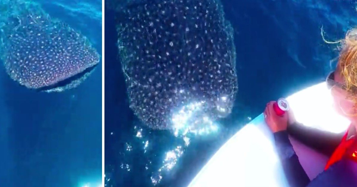 featured image 30.jpg?resize=1200,630 - Heart-Stopping Moment As The Baby Whale Shark Ran Straight Into A Boat
