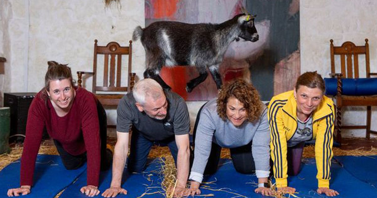 fitness class with goats.jpg?resize=1200,630 - En Écosse, on pratique la gym en compagnie de chèvres