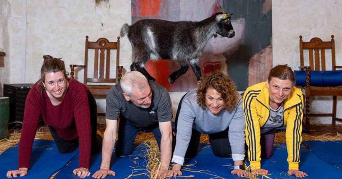fitness class with goats.jpg?resize=412,275 - Fitness Class In Scotland Practices An Unusual Exercise With Goats
